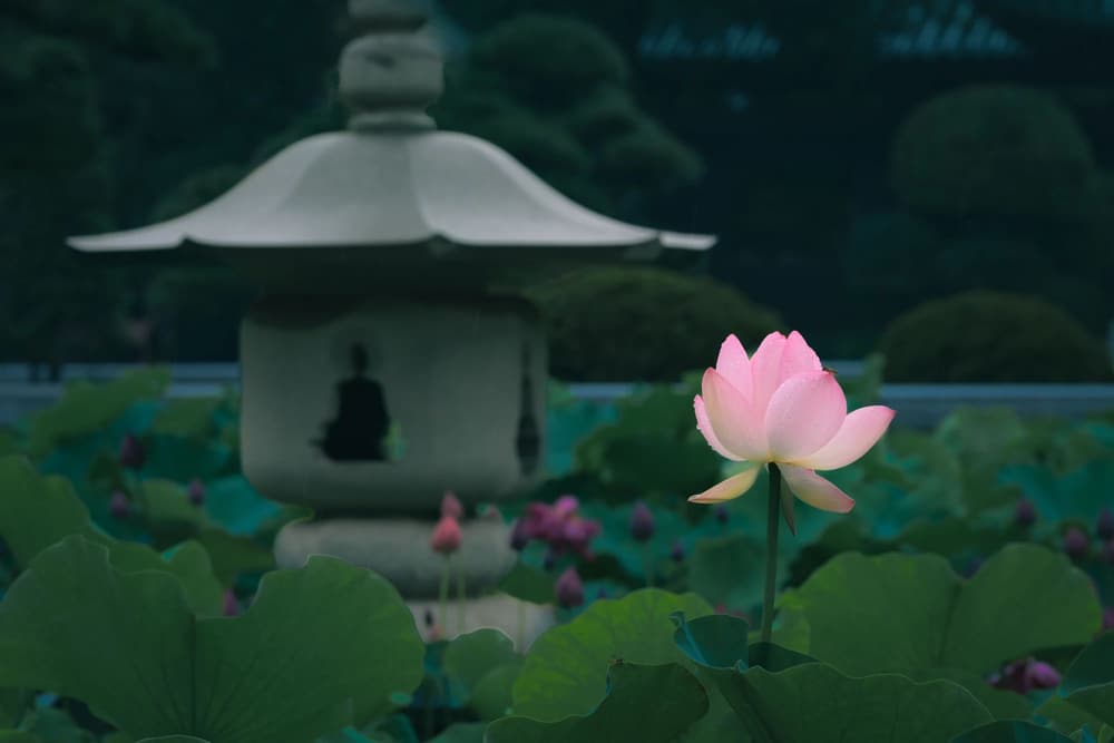 μǡõķ