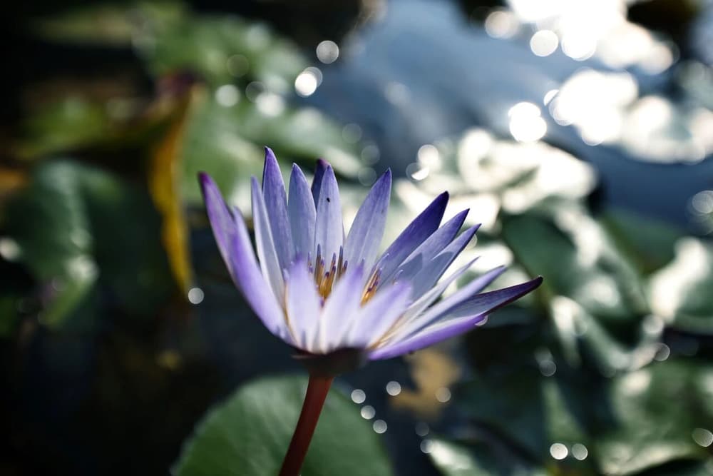 ���־��磬�����������֮һ