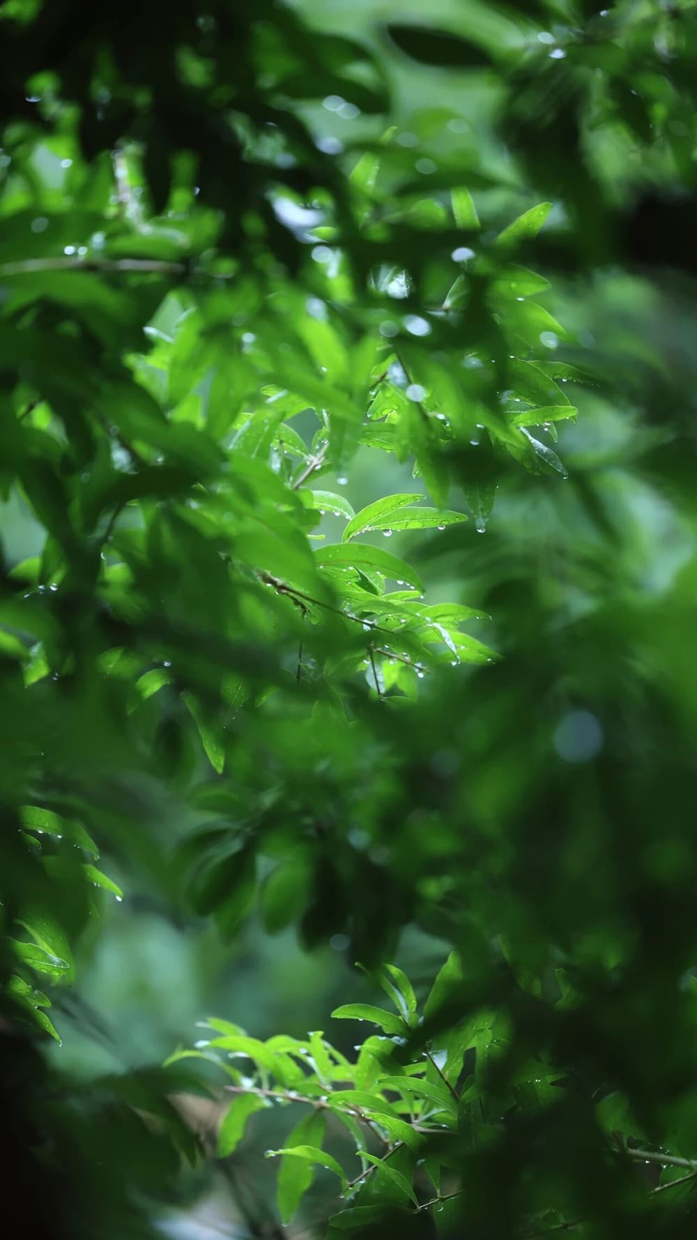 神足通有三种
